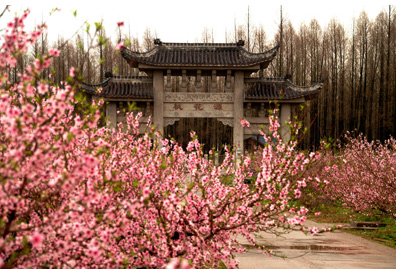 四月赏花正当时 上海桃花节满园桃花齐绽放