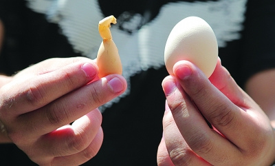 畸形鸡蛋有头有脸专家称或因母鸡受惊